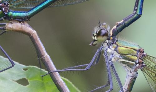 Calopteryx xanthostoma